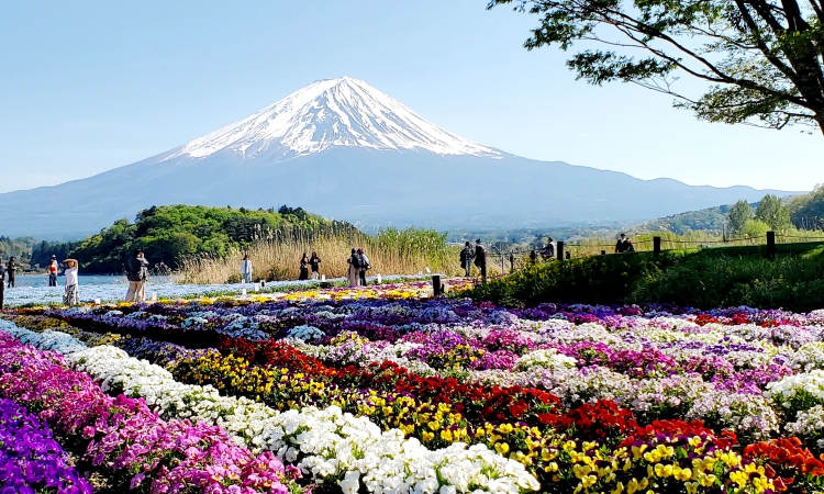 Japan Adventures