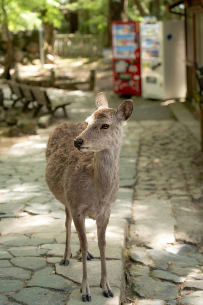 Nara Dear Park