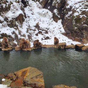 Snow Monkey Park Private Tour