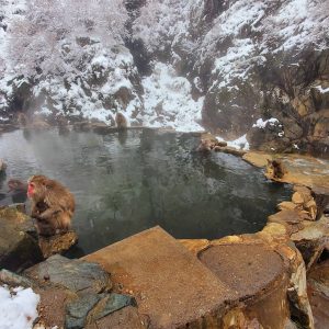 Snow Monkey Park Tour